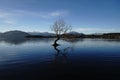 The famous Ã¢â¬ÅA lonely treeÃ¢â¬Â of WANAKA NZ